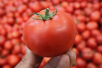 بسته بندی رب گوجه